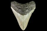 Fossil Megalodon Tooth - North Carolina #109868-1